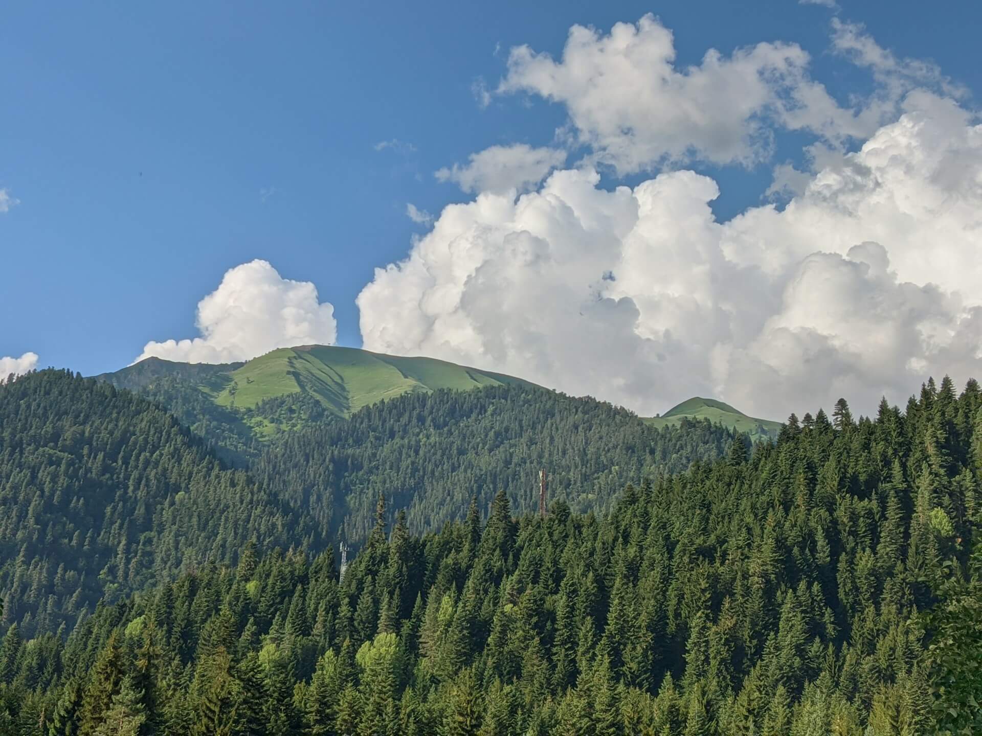 Pine forest and green mountain ridges beneath billowing clouds
