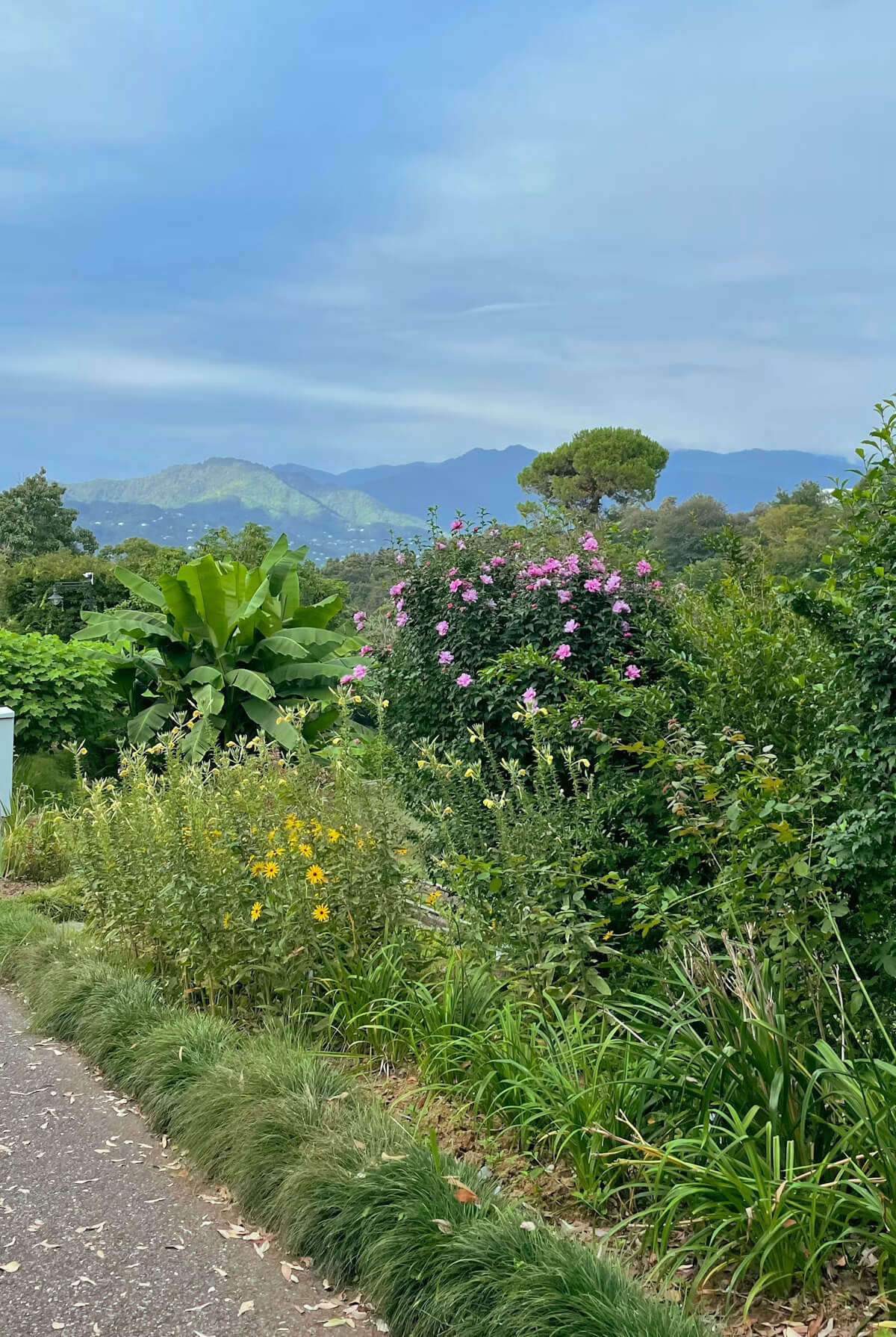 A garden path banked with flowering shrubs, wooded mountains behind